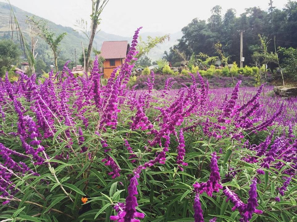 Những ngày qua, cư dân phượt đang truyền nhau bức ảnh cánh đồng hoa oải hương rực rỡ sắc tím.